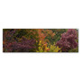 Trademark Fine Art Kurt Shaffer 'Autumn's Diversity' 10 x 32 (KS01024-C1032GG)