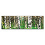 Trademark Fine Art Roderick Stevens 'PanorAspens 4' 8 x 24 (RS1009-C824GG)