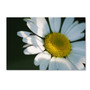 Trademark Fine Art Monica Mize 'Hidden in Shadows' 12 x 19 (MF148-C1219GG)