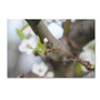 Trademark Fine Art Monica Mize 'Before Bloom' 16 x 24 (MF133-C1624GG)