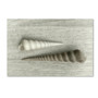 Trademark Fine Art Cora Niele 'Sea Snail Shells' 12" x 19" Canvas Stretched (190836318285)