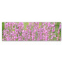 Trademark Fine Art Cora Niele 'Pink Flower Scape' 6" x 19" Canvas Stretched (190836317684)
