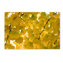 Trademark Fine Art ''Yellow Autumn'' by Philippe Sainte-Laudy 16" x 24" Canvas Art (PSL0460-C1624GG)