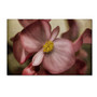 Trademark Fine Art Lois Bryan 'Dewy Pink Painted Begonia' 12 x 19 (LBR0248-C1219GG)