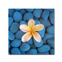 Trademark Fine Art David Evans 'Plumeria & Pebbles 6' 14 x 14 (DE0116-C1414GG)