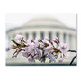 Trademark Fine Art CATeyes 'Jefferson Memorial Blossoms' 14" x 19" Canvas Stretched (190836098644)