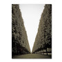 Trademark Fine Art ''Parisian Versailles Trees'' by Preston 18" x 24" Canvas Art (EM0563-C1824GG)