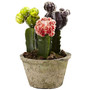 Nearly Natural 4843-S2 Decorative pot Colorful Cactus Gardens Multi Color (65dd0551e8837636b11a7df9_ud)