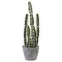 Nearly Natural 4845 Decorative Cactus Garden with Cement Planter Multi Color (65dd057fe8837636b11a7f7e_ud)