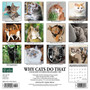 2024 Willow Creek Why Cats Do That 12" x 12" Monthly Wall Calendar, Multicolor (35948)