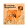 2024 BrownTrout Rhodesian Ridgebacks 12" x 12" Monthly Wall Calendar (9781975464776)
