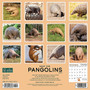 2024 Willow Creek Pangolins (Save the) 12" x 12" Monthly Wall Calendar, Multicolor (37478)