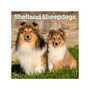 2024 BrownTrout Shetland Sheepdogs 12" x 12" Monthly Wall Calendar (9781975464998)