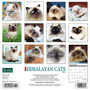 2024 Willow Creek Just Himalayan Cats 12" x 12" Monthly Wall Calendar, Multicolor (33913)