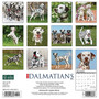2024 Willow Creek Just Dalmatians 12" x 12" Monthly Wall Calendar, Multicolor (33333)