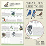 2024 TF Publishing 12" x 12" What It's Like To Be A Bird Wall Calendar (24-1109)