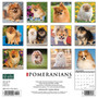 2024 Willow Creek Just Pomeranians 12" x 12" Monthly Wall Calendar, Multicolor (34958)