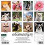 2024 Willow Creek Chihuahua Rules 12" x 12" Monthly Wall Calendar, Multicolor (32992)