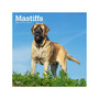 2024 BrownTrout Mastiffs 12" x 12" Monthly Wall Calendar (9781975463878)