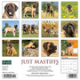 2024 Willow Creek Just Mastiffs 12" x 12" Monthly Wall Calendar, Multicolor (34392)