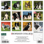 2024 Willow Creek Just Border Collies 12" x 12" Monthly Wall Calendar, Multicolor (32589)