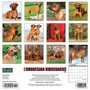 2024 Willow Creek Just Rhodesian Ridgebacks 12" x 12" Monthly Wall Calendar, Multicolor (35115)