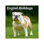 2024 BrownTrout English Bulldogs 12" x 12" Monthly Wall Calendar (9781975462017)