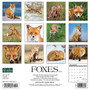 2024 Willow Creek Foxes 12" x 12" Monthly Wall Calendar, Multicolor (33531)