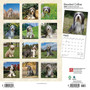 2024 BrownTrout Bearded Collies 12" x 12" Monthly Wall Calendar (9781975470654)