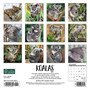 2024 Willow Creek Koala Bears 7" x 7" Monthly Wall Calendar, Multicolor (36815)