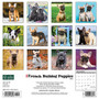 2024 Willow Creek Just French Bulldog Puppies 12" x 12" Monthly Wall Calendar, Multicolor (33548)