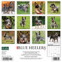 2024 Willow Creek Just Blue Heelers 12" x 12" Monthly Wall Calendar, Multicolor (32565)