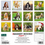 2024 Willow Creek Press Just Basset Hound Puppies Wall Calendar 12" x 12" (32305)