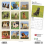 2023 BrownTrout Shar Pei 12" x 12" Monthly Wall Calendar, (9781975452735)