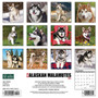2024 Willow Creek Press Just Alaskan Malamutes Wall Calendar 12" x 12" (32022)