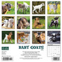 2024 Willow Creek Press Baby Goats Wall Calendar 12" x 12" (32251)