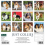 2024 Willow Creek Press Just Collies Wall Calendar 12" x 12" (33173)