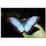 Trademark Fine Art Kurt Shaffer 'Blue Morpho' Canvas Art (65dd6715e8837636b11dc529_ud)