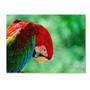 Trademark Fine Art 'Colorful Macaw' 22" x 32" Canvas Art (65dd67cee8837636b11dcb59_ud)