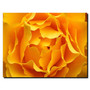 Trademark Fine Art Kurt Shaffer 'Yellow Rose' Canvas Art 24x32 Inches (65dd6822e8837636b11dcd74_ud)