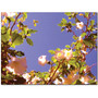 Trademark Global Amy Vangsgard "Flowering Tree II" Canvas Art, 14" x 19" (65dd683fe8837636b11dce0c_ud)