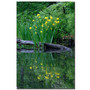 Trademark Fine Art Kurt Shaffer 'Wild Iris Reflections' Canvas Art (65dd684de8837636b11dce6c_ud)