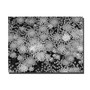 Trademark Fine Art Pattern on a Pond II by Kurt Shaffer-Gallery Wrapped (65dd6897e8837636b11dd049_ud)