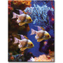 Trademark Global Amy Vangsgard "Three Pajama Fish" Canvas Art, 35" x 47" (65dd68cee8837636b11dd1b6_ud)