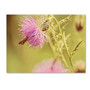 Trademark Fine Art 'Skipper On Pink Thistle' 16" x 24" Canvas Art (65dd68dce8837636b11dd20c_ud)
