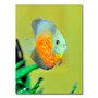 Trademark Fine Art Kurt Shaffer 'Tropical Fish Golden' Canvas Art 30x47 Inches (65dd6905e8837636b11dd2ff_ud)
