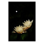 Trademark Fine Art Full Moon Bloom by Kurt Shaffer-26x38 (65dd6932e8837636b11dd3a9_ud)