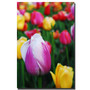 Trademark Fine Art Kurt Shaffer 'In Amont the Tulips' Canvas Art 30x47 Inches (65dd697ae8837636b11dd4d1_ud)