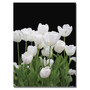Trademark Global Kathie McCurdy "White Tulips" Canvas Art, Medium, 47" x 35" (KM0236-C3547GG)