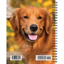 2024 Willow Creek Press What Goldens Teach Us Engagement Calendar, Weekly Planner 6.5" x 8.5" Spiral (37935)